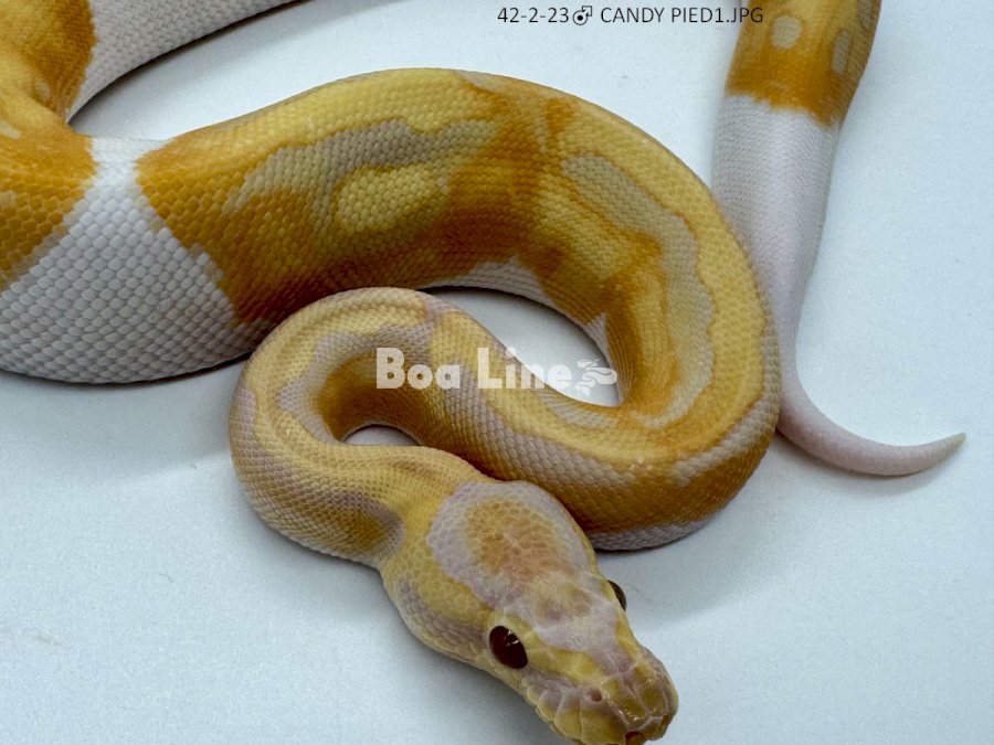 CANDY PIED